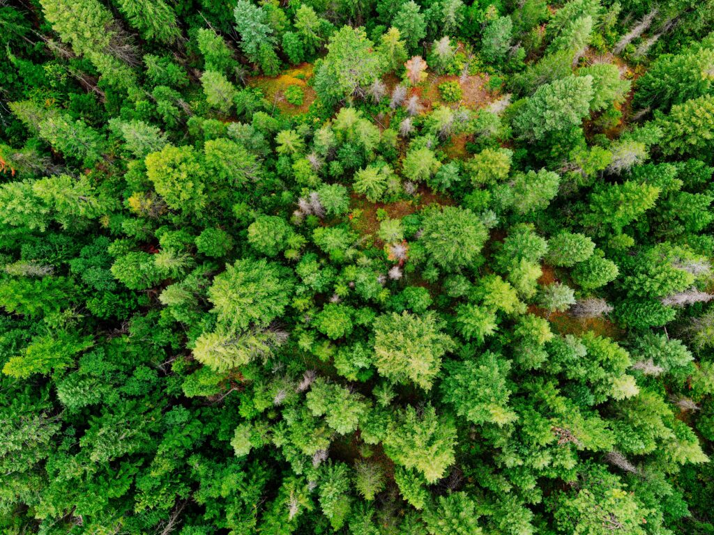 Trees in a densely packed forest