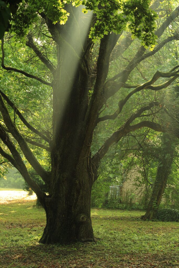 Single oak tree in a forest